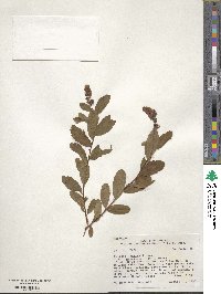 Spiraea douglasii image