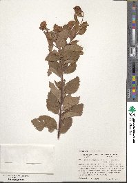 Spiraea douglasii image