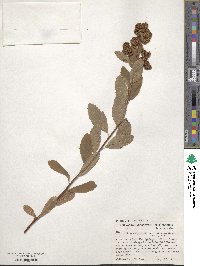 Spiraea douglasii image