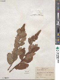 Spiraea douglasii image