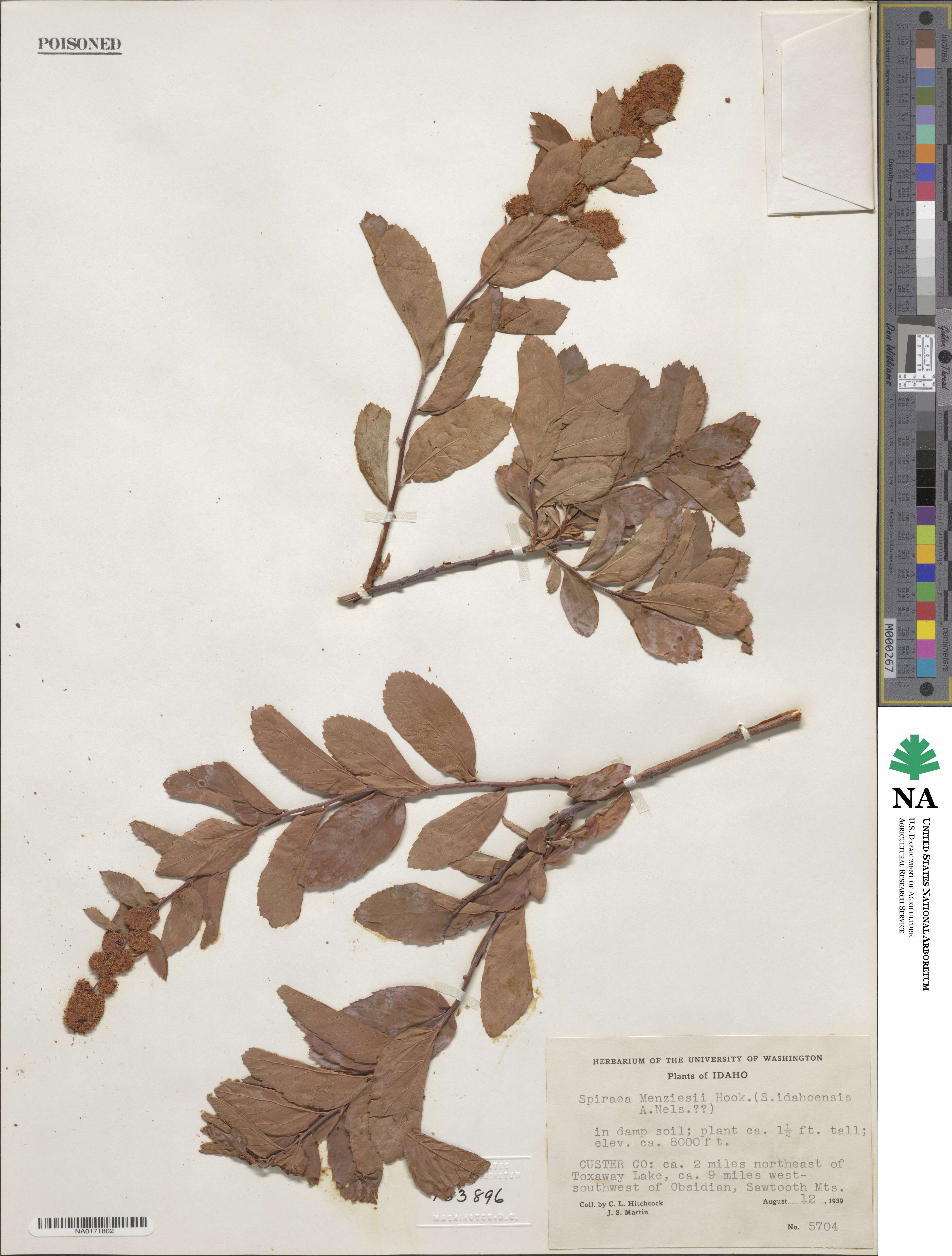Spiraea douglasii var. menziesii image