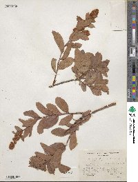 Spiraea douglasii image