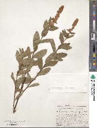 Spiraea douglasii image