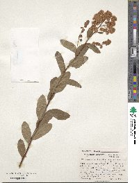 Spiraea douglasii subsp. douglasii image