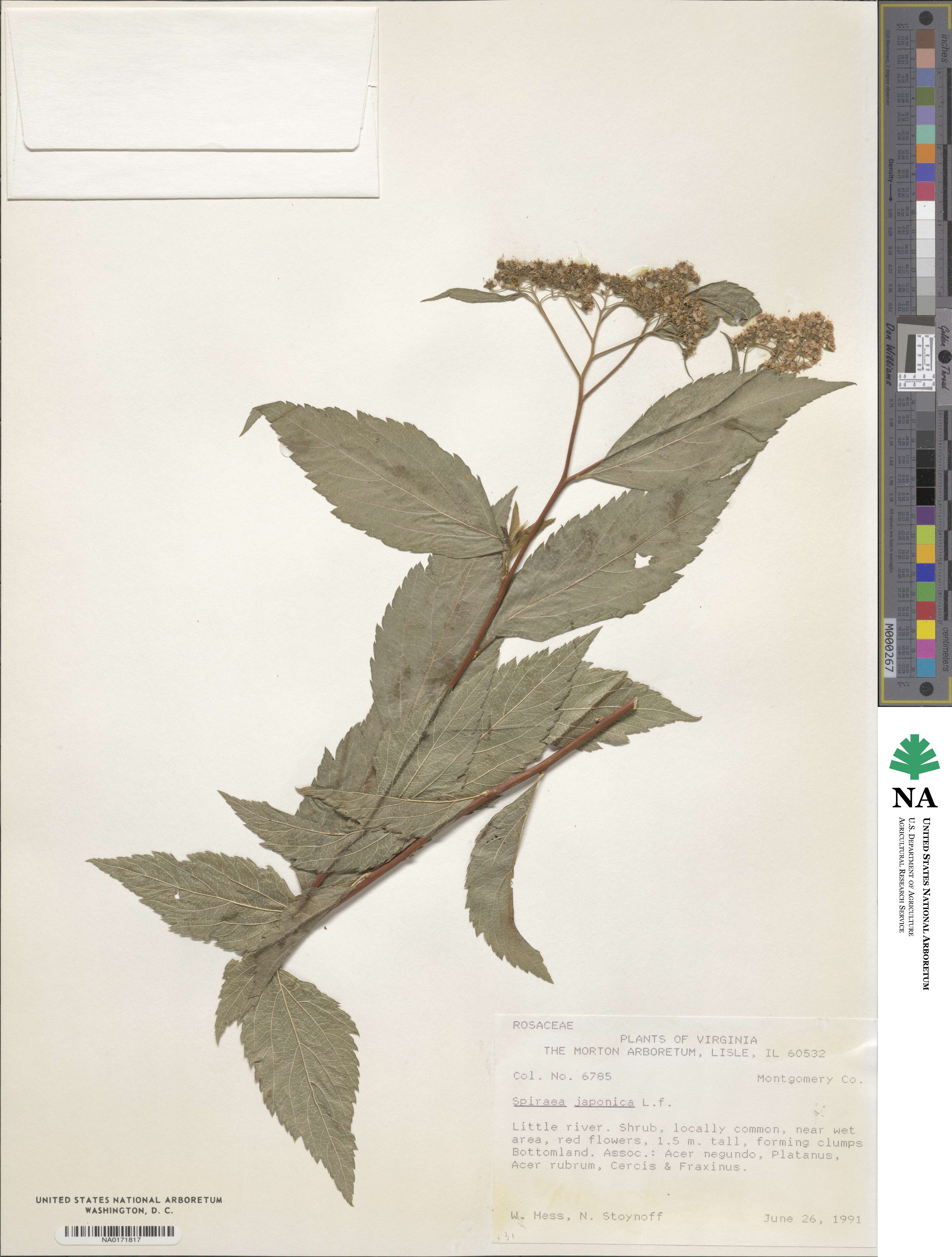 Spiraea image