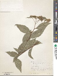 Spiraea japonica image