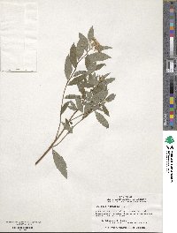 Spiraea japonica image