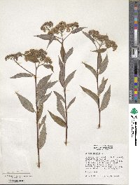 Spiraea japonica image