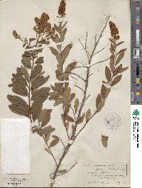 Spiraea japonica image