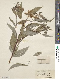 Spiraea japonica image