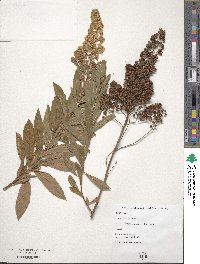 Spiraea alba image