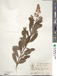 Spiraea alba image