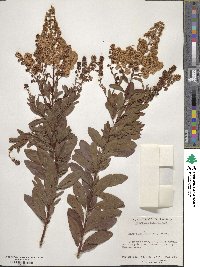 Spiraea alba var. latifolia image