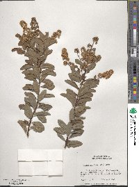 Spiraea alba image