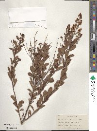 Spiraea alba var. latifolia image