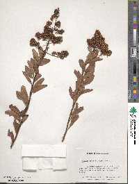 Spiraea alba var. latifolia image