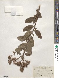 Spiraea alba var. latifolia image