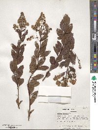 Spiraea alba image