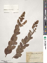 Spiraea alba image