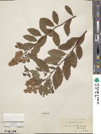 Spiraea alba image