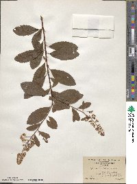 Spiraea alba image