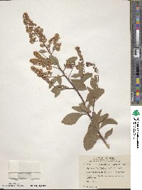 Spiraea alba var. latifolia image