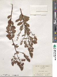 Spiraea alba var. latifolia image