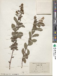 Spiraea alba image