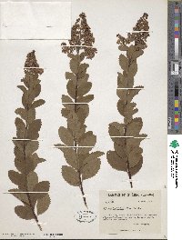 Spiraea alba var. latifolia image