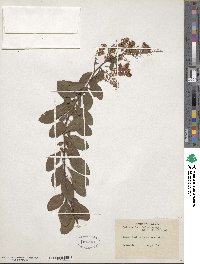 Spiraea alba image