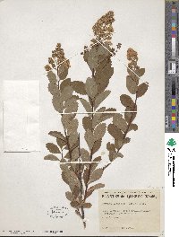 Spiraea alba image