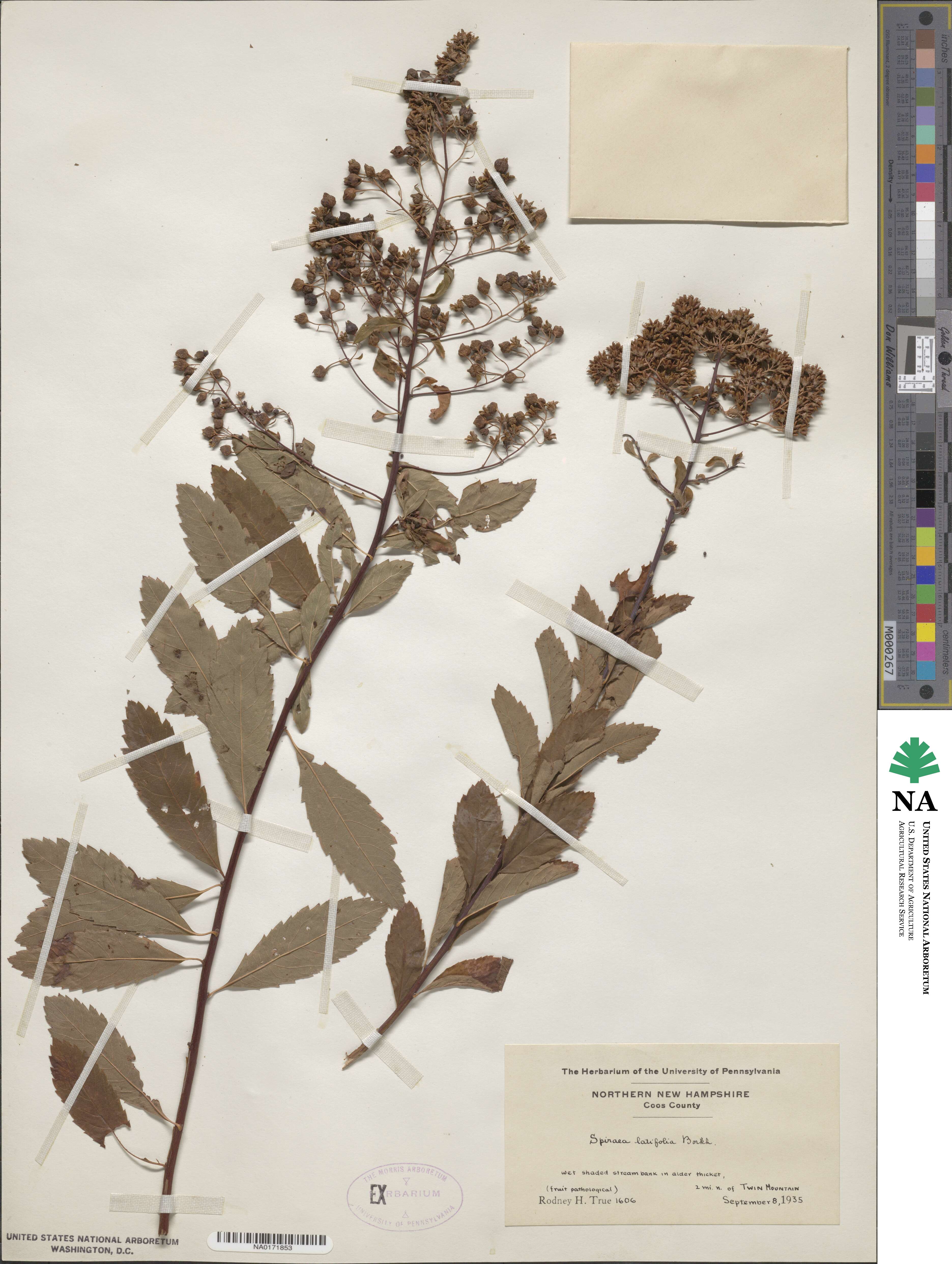 Spiraea alba var. latifolia image
