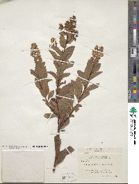 Spiraea alba image