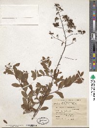 Spiraea alba image