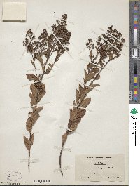 Spiraea alba image