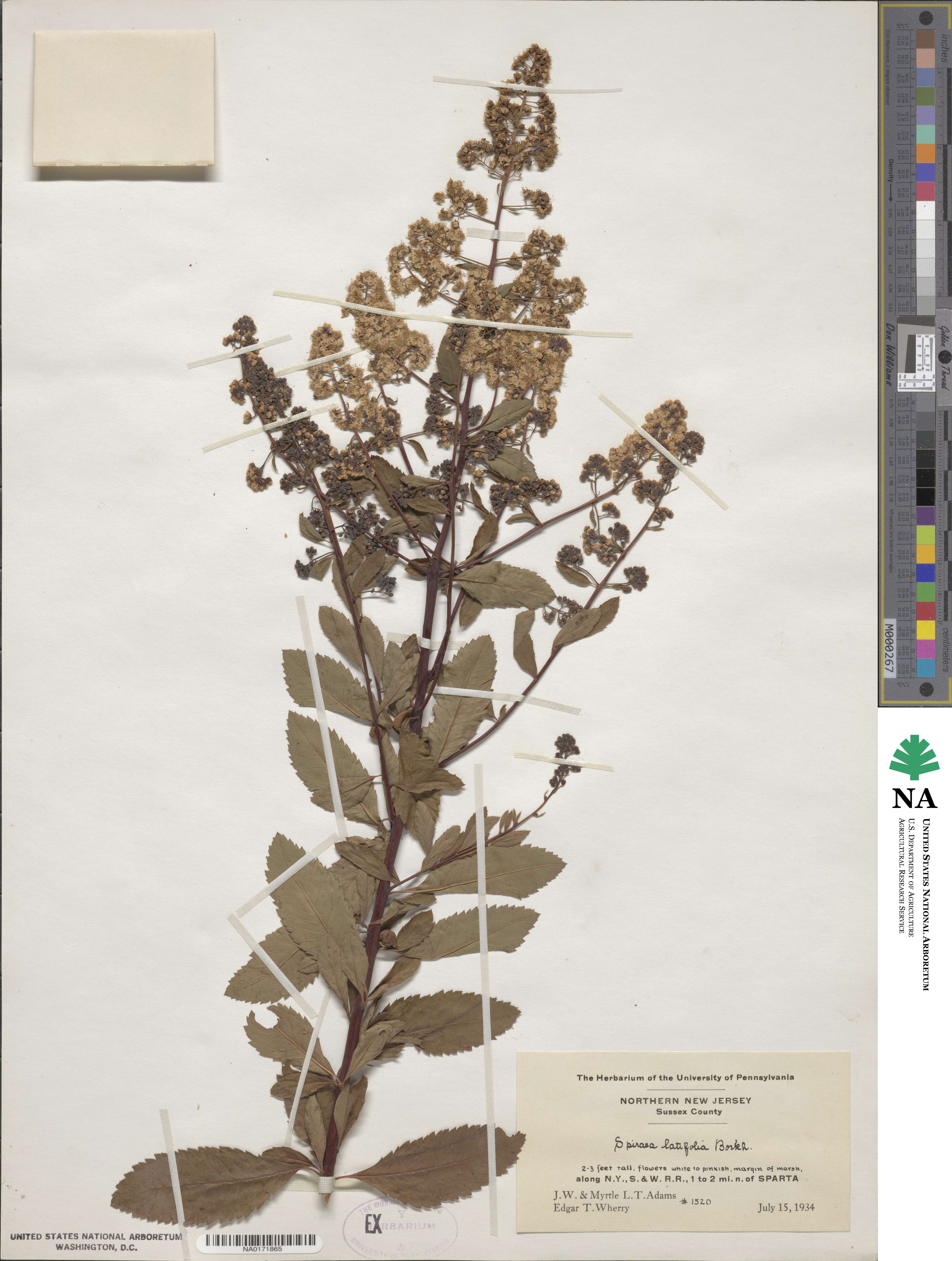 Spiraea alba image