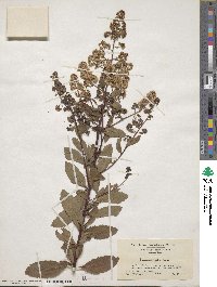 Spiraea alba var. latifolia image