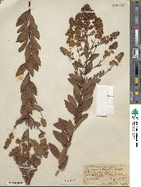 Spiraea alba image