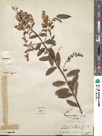 Spiraea alba image