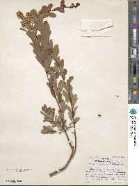 Spiraea alba image