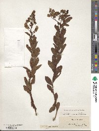 Spiraea alba var. latifolia image