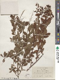 Spiraea alba image