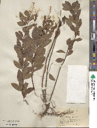 Spiraea alba var. latifolia image