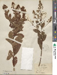 Spiraea alba image