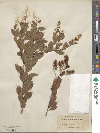 Spiraea alba image