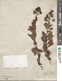 Spiraea alba image