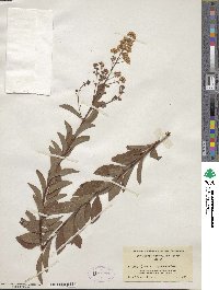 Spiraea alba image