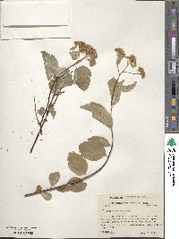 Spiraea betulifolia var. lucida image