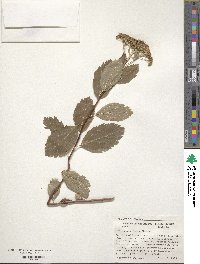 Spiraea betulifolia var. lucida image