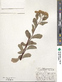 Spiraea betulifolia var. lucida image